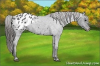 Horse Color:Blue Roan Appaloosa 