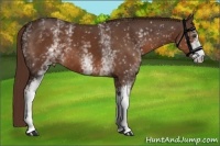 Horse Color:White Spotted Liver Chestnut 