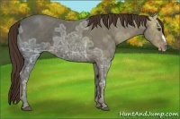 Horse Color:Liver Chestnut Ice Frame