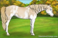 Horse Color:White Spotted Chestnut Pearl Sabino Splash