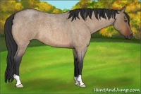 Horse Color:Bay Roan Dun 