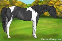 Horse Color:Black Tobiano Rabicano 