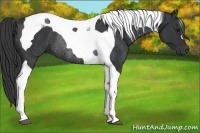 Horse Color:Black Tobiano Rabicano 