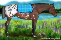 Horse Color:White Spotted Bay Roan Appaloosa 