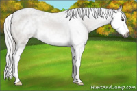 Horse Color:Gray Buckskin Sabino Splash 