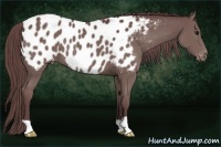 Horse Color:Chocolate Smoky Black Near Leopard 