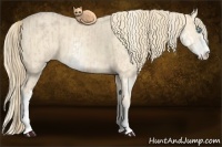 Horse Color:Perlino Sabino and Perlino Sabino