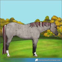 Horse Color:Smoky Grullo Roan 