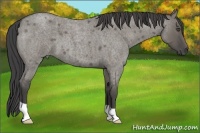 Horse Color:Smoky Grullo Roan