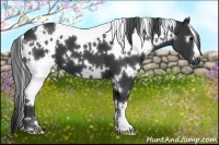 Horse Color:White Spotted Black 