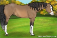Horse Color:Bay Dun Splash