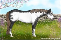 Horse Color:Liver Chestnut Frame 