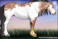 Horse Color:White Spotted Bay Ice Sabino Frame