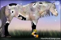 Horse Color:Nacre Buckskin Ice Sabino Tobiano Frame Rabicano 