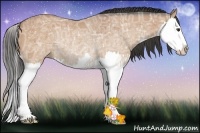 Horse Color:Buckskin Ice Sabino Splash Rabicano 