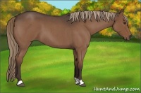 Horse Color:Liver Red Roan 