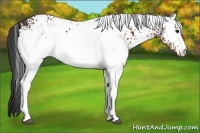 Horse Color:White Spotted Bay Rabicano