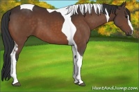 Horse Color:Bay Sabino Tobiano 