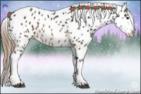 Horse Color:Buckskin Near Leopard
