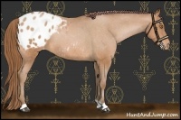 Horse Color:Bay Pearl Appaloosa 