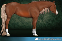 Horse Color:Chestnut 