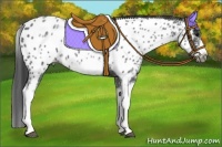 Horse Color:White Spotted Blue Roan Splash Frame Appaloosa 