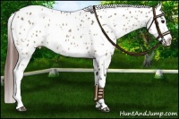 Horse Color:Bay Roan Dun Appaloosa