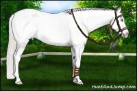 Horse Color:Silver Amber Champagne Appaloosa Rabicano 