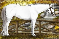 Horse Color:Bay Snowflake Varnish