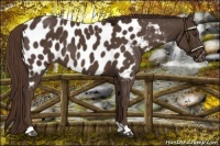 Horse Color:Liver Chestnut Appaloosa