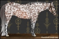 Horse Color:Brown Appaloosa 