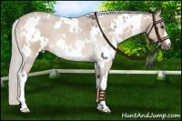 Horse Color:White Spotted Silver Brown Dun 
