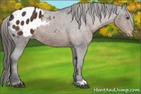 Horse Color:Liver Chestnut Appaloosa
