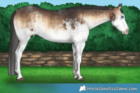 Horse Color:White Spotted Bay Onyx Splash Brindle and White Spotted Bay Onyx Splash Rabicano Brindle