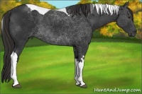Horse Color:Liver Chestnut Tobiano 