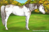 Horse Color:Black Pearl Splash Frame
