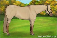 Horse Color:Red Dun 