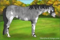 Horse Color:Blue Roan Splash 