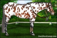 Horse Color:Bay Roan Appaloosa 