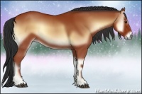 Horse Color:Bay Onyx 