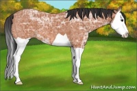 Horse Color:Bay Ice Splash 