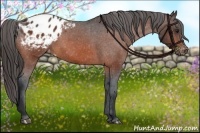 Horse Color:Bay Appaloosa