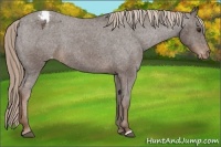 Horse Color:Liver Chestnut Appaloosa 