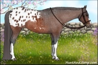 Horse Color:Bay Appaloosa