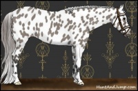 Horse Color:Grullo Roan Near Leopard 