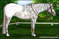 Horse Color:White Spotted Buckskin Appaloosa 