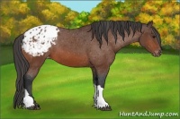 Horse Color:Bay Appaloosa 
