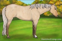 Horse Color:Silver Bay Roan Dun