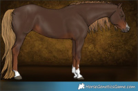 Horse Color:Gray Chestnut 