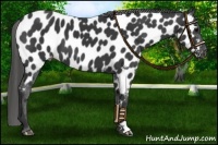 Horse Color:Black Near Leopard 